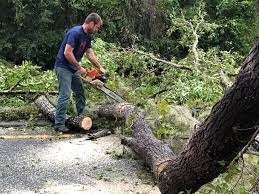 Rifle, CO Tree Services Company