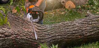 How Our Tree Care Process Works  in  Rifle, CO